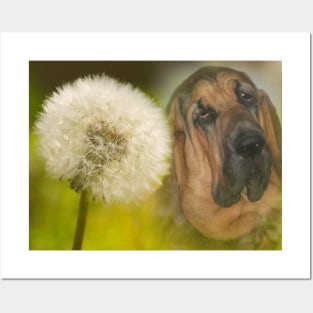 Bloodhound Dog Dandelion Posters and Art